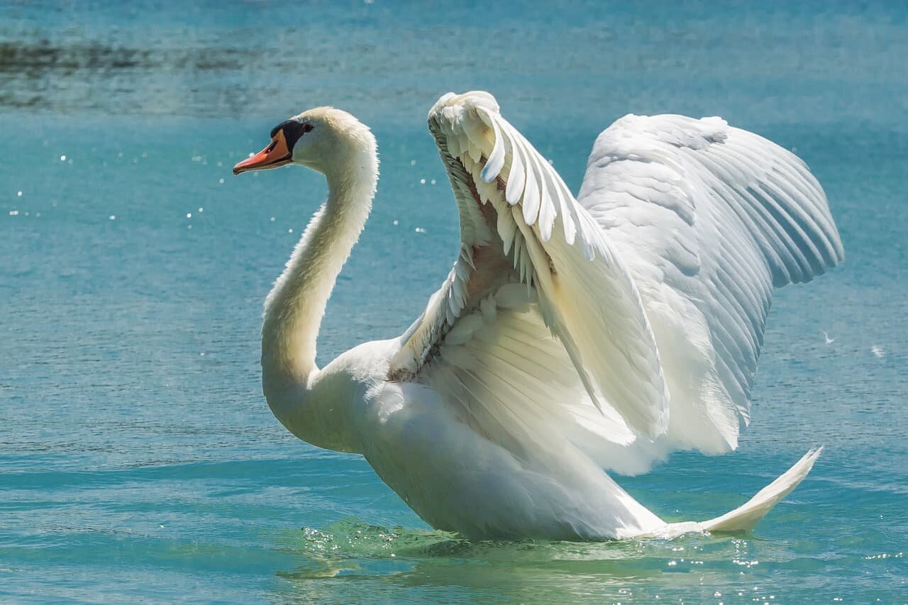 Top Largest Flying Birds In The World Birds Fact