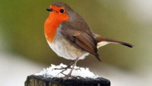 What does a Robin look like?