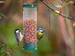 What to feed omnivorous birds in the garden and backyard?