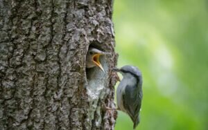 What do omnivorous birds eat?