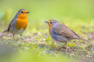 How long do Robins live for?