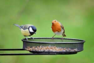 What to feed omnivorous birds in the garden and backyard?