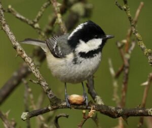 How does a Coal Tit appear?