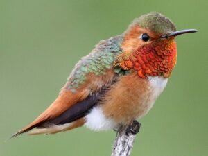 Allen's Hummingbird