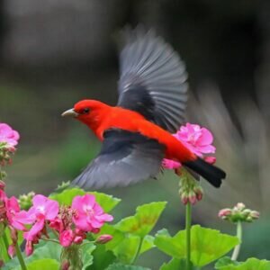 Scarlet Tanager