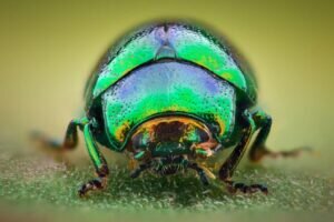 Beetle Spirit Animal