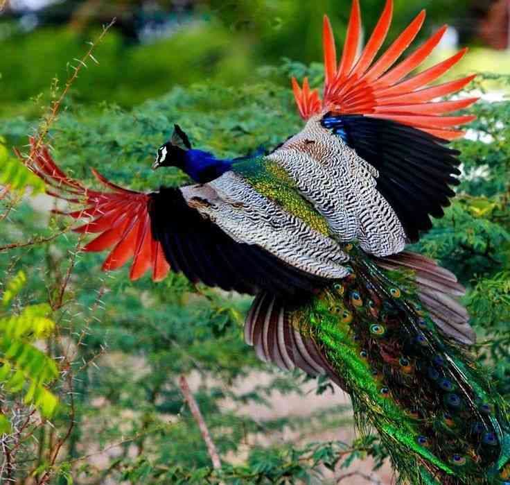 Can Peacocks Fly? Interesting Facts with Pictures - Birds Fact