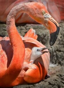 When do child flamingos become pink?