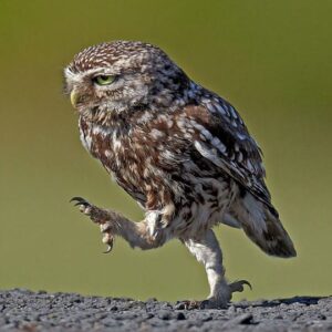 What is the length of an owl's leg?
