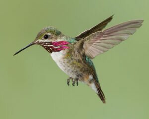 Calliope Hummingbird