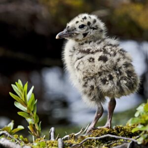 What is the appearance of a baby seagull?