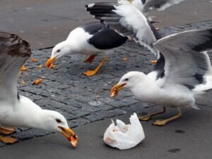 What do you name a group of baby seagulls?