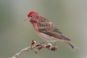 Cassin’s Finch