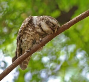 Owl Sleeping Face Down