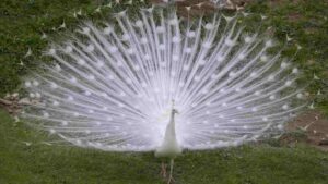 White Peacock Size