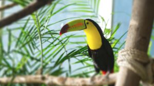 What is the weight of a baby toucan?