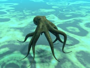 Octopus Encounters & Omens