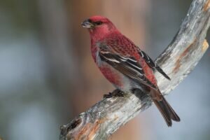 Pine Grosbeaks