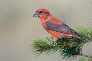 Red Crossbill