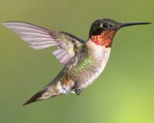 Ruby-throated Hummingbird