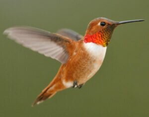 Rufous Hummingbird