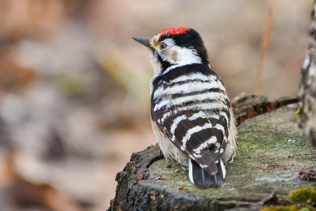 Lesser Spotted Woodpecker - Fact and Pictures