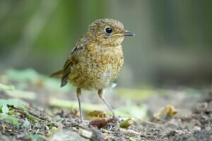 How big is a child robin?