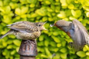 What do child robins eat?