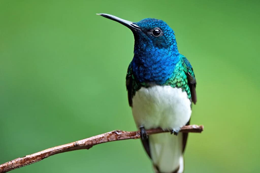 Read more about the article Types of Hummingbirds in New Jersey