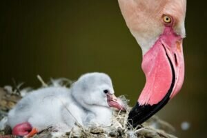 What does a child flamingo look like?