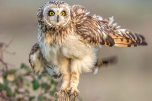 How Do Owl Legs Appear?