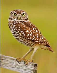 What is the length of an owl's leg?