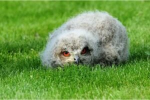 Baby Owl Sleeping 