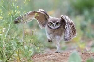 Is it possible for owls to run?