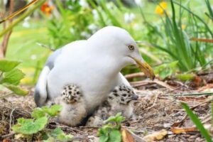 What is the size of a baby seagull?