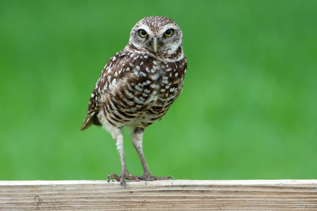 Owl Legs- All You Need To Know With Pictures