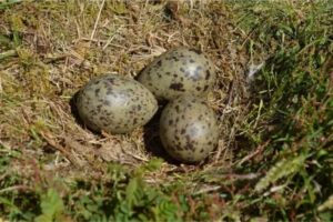 What are the characteristics of seagull eggs?