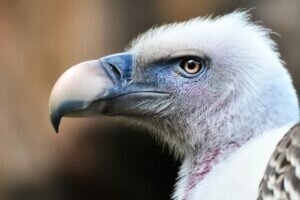 Griffon Vulture Signs and Spotting tips