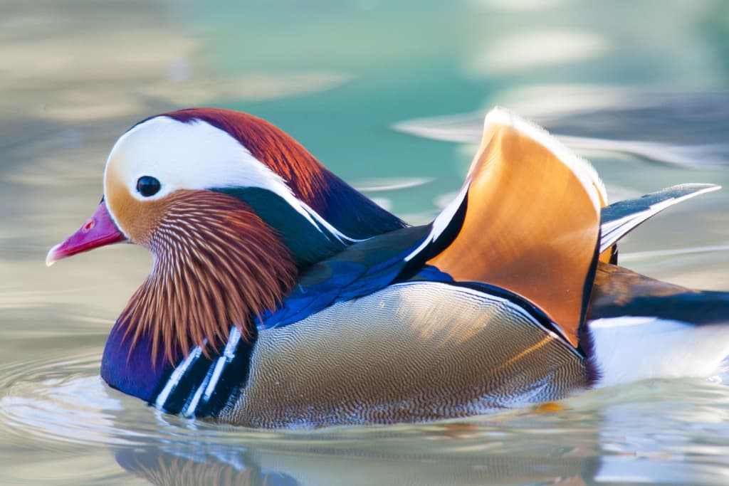 Mandarin Duck - Facts, Diet, Spotting tips & Pictures
