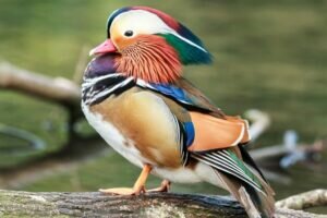 What does a Mandarin Duck Sound like?