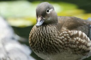 How does a Mandarin Duck breed?