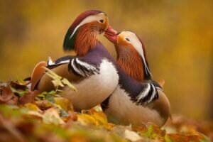 What does a Mandarin Duck look like?