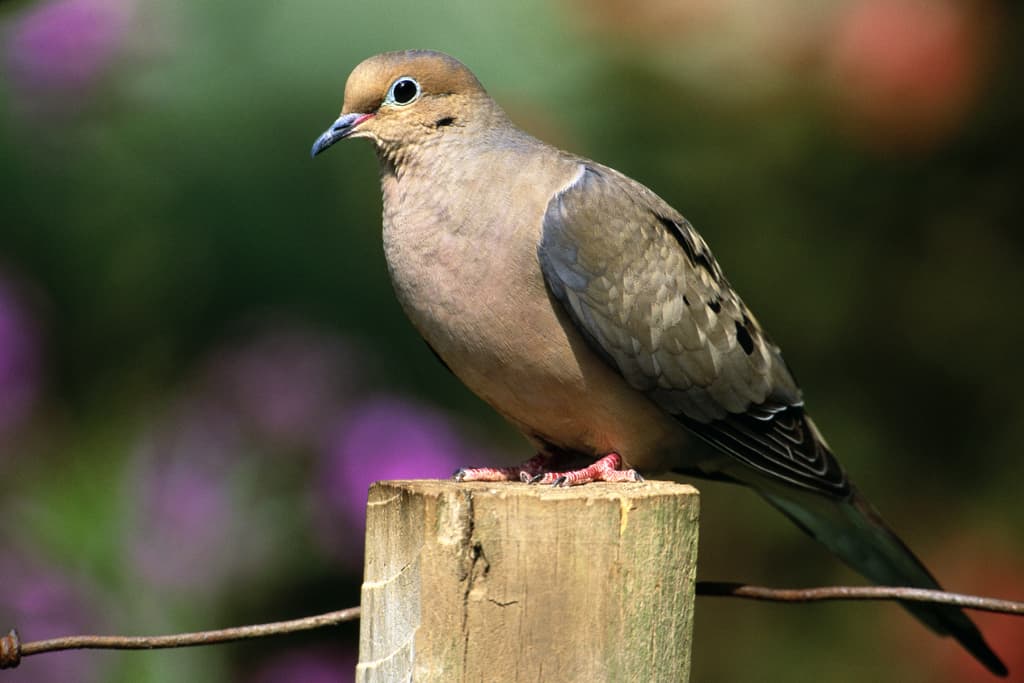 What Do Mourning Doves Eat?