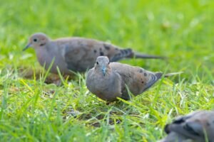 What Do Mourning Doves Eat in the Winter?