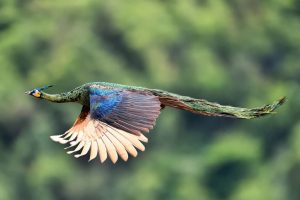 Peacocks have a unique way of flying.