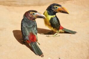 What do you name a group of baby toucans?