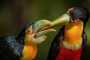 What do toucan babies eat?