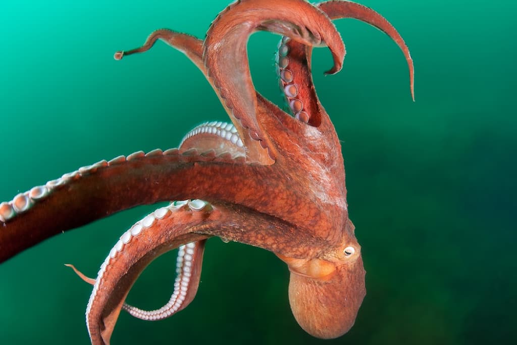 Octopus Symbolism & Meaning -Totem, Spirit & Omens