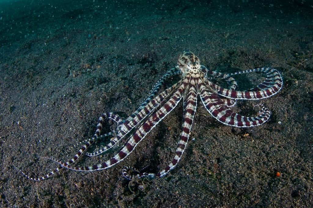 Octopus Symbolism & Meaning Totem, Spirit & Omens Birds Fact