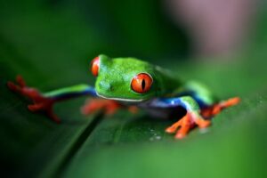 Read more about the article Frog Symbolism And Meaning – Totem, Spirit & Omens